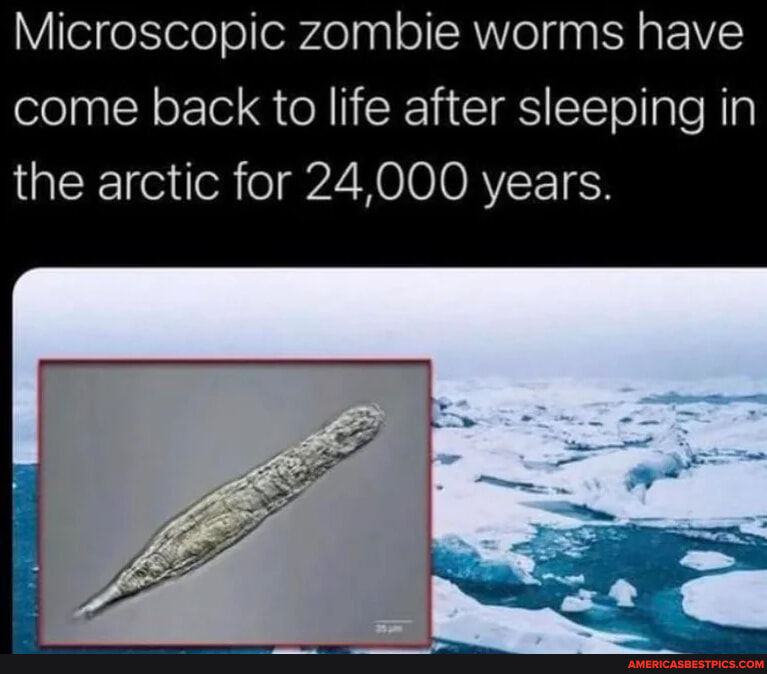 Microscopic zombie worms have come back to life after sleeping in the