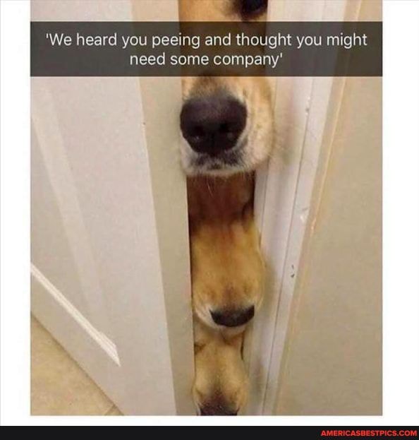 'We heard you peeing and thought you might need some company