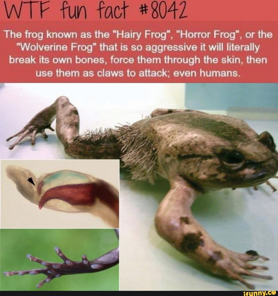 Живое существо через. Лягушка Trichobatrachus robustus. Волосатая лягушка в Африке.