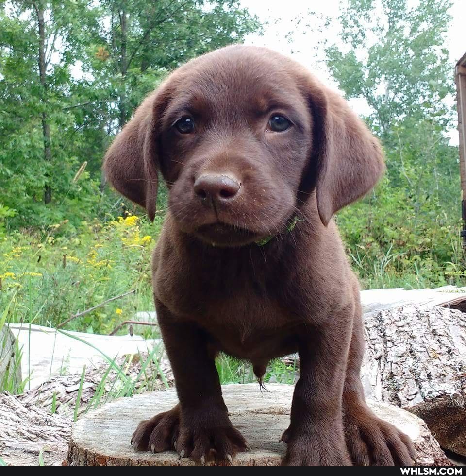 repost, dog, not_a_beer_post