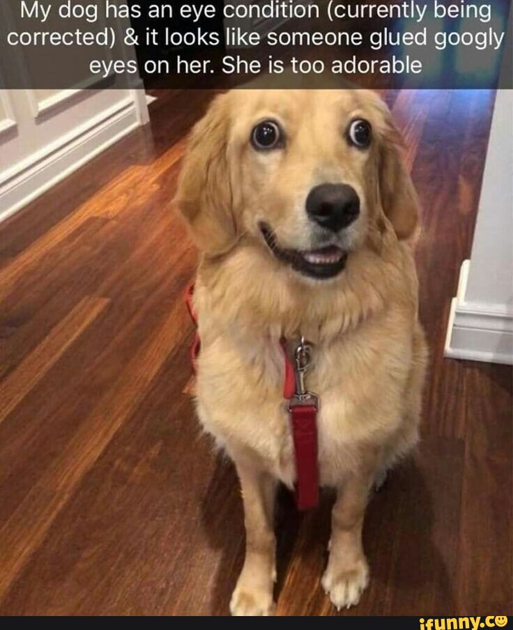 My dog has an eye conaition (currently being corrected) & it looks like