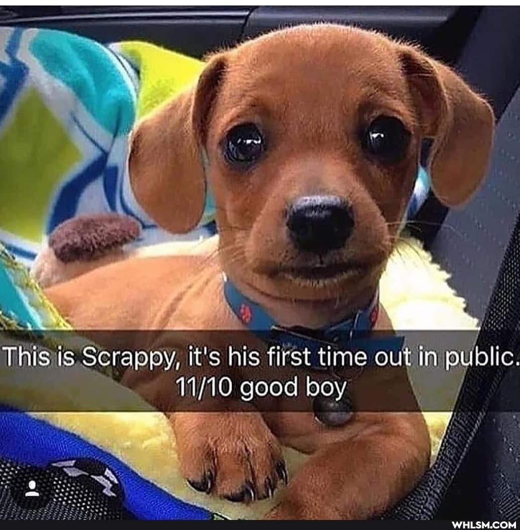 This is Scrappy, it's his first time out in public.
good boy
is