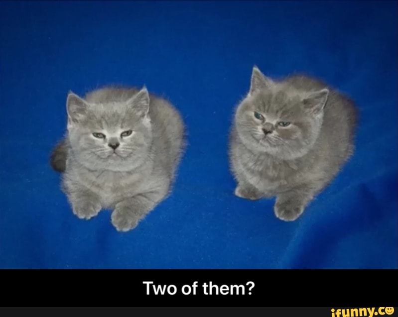 Two of them? - Two of them?
