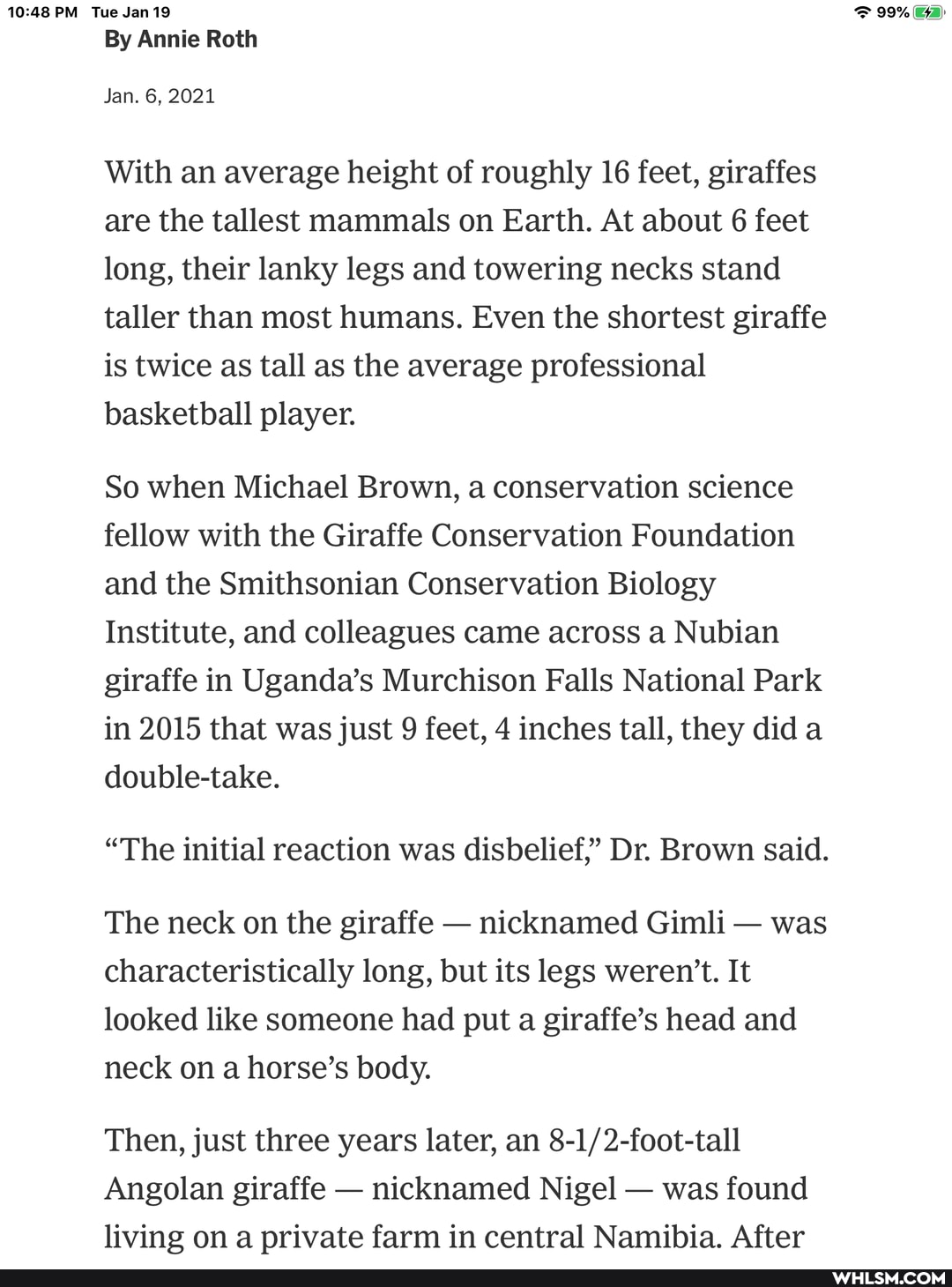 Tue Jan 19
By Annie Roth
Jan. 6, 2021
With an average height of roughly 16 feet, giraffes are the tallest mammals on Earth. At about 6 feet long, their lanky legs and towering necks stand taller than most humans, Even the shortest giraffe is twice as tall as the average professional basketball player.
So when Michael Brown, a conservation science fellow with the Giraffe Conservation Foundation and the Smithsonian Conservation Biology
Institute, and colleagues came across a Nubian giraffe in Uganda's Murchison Falls National Park in 2015 that was just 9 feet, 4 inches tall, they did a double-take.
"The initial reaction was disbelief"' Dr. Brown said.
The neck on the giraffe - nicknamed Gimli - was characteristically long, but its legs weren't. It looked like someone had put a giraffe's head and neck on a horse's body.
Then, just three years later, an
Angolan giraffe - nicknamed Nigel - was found living on a private farm in central Namibia. After