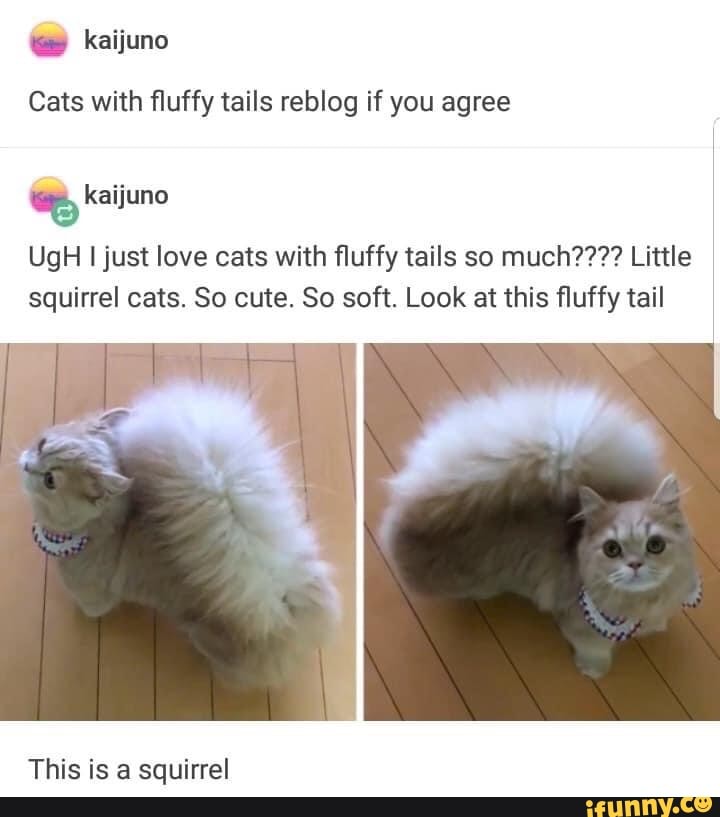 Cats with fluffy tails reblog if you agree
kaijuno
kaijuno
UgH I just love cats with fluffy tails so much???? Little squirrel cats. So cute. So soft. Look at this fluffy tail
This is a squirrel