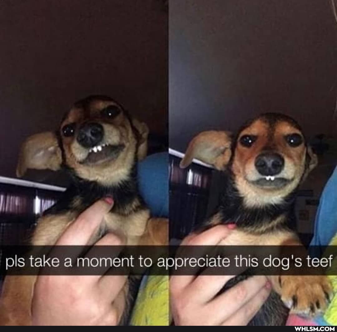 ie
pls take a moment to appreciate this dog's teef