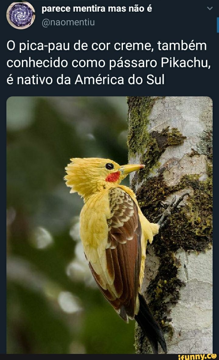 parece mentira mas não é
(naomentiu
O pica-pau de cor creme, também conhecido como pássaro Pikachu,
é nativo da América do Sul