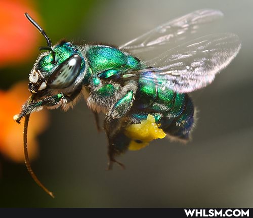orchid_bees, awesome