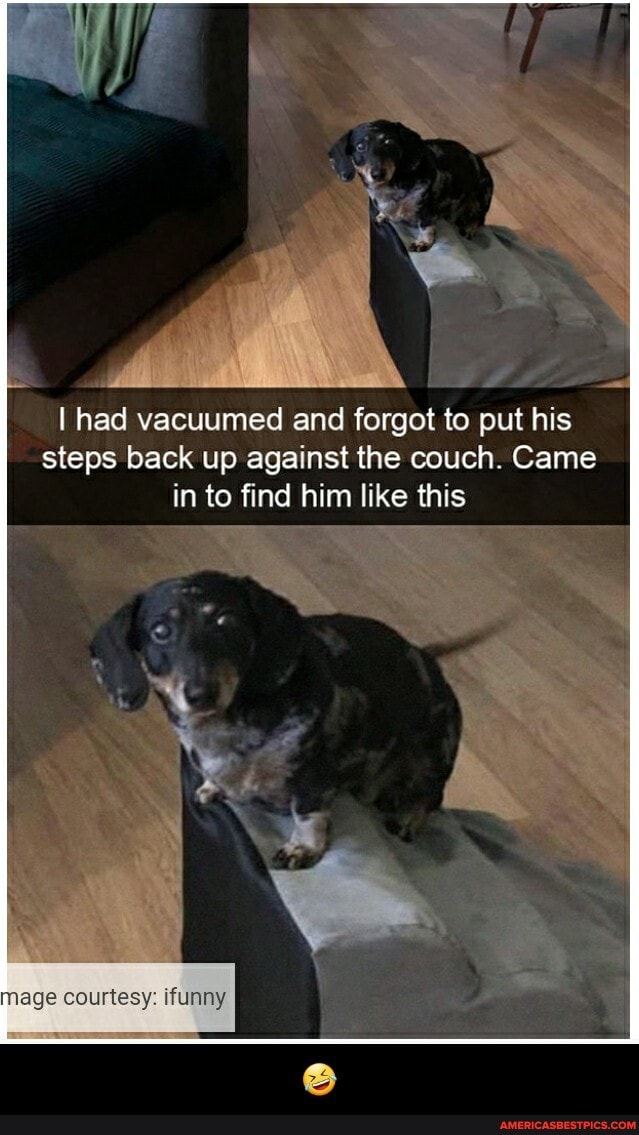 I had vacuumed and forgot to put his steps back up against the couch. Came in to find him like this
mage courtesy: ifunny - 🤣
