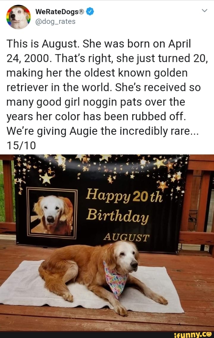 This is August. She was born on April
24, 2000. That's right, she just turned 20,
making her the oldest known golden
retriever in the world. She's received so
many good girl noggin pats over the
years her color has been rubbed off.
We're giving Augie the incredibly rare...
15/10
a Happy 20th
E. Birthday