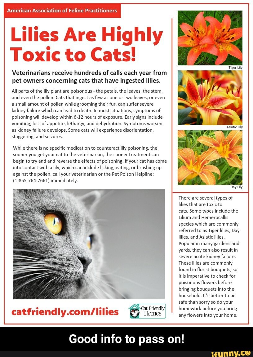 Lilies Are Highly Toxic to Cats! Veterinarians receive hundreds of