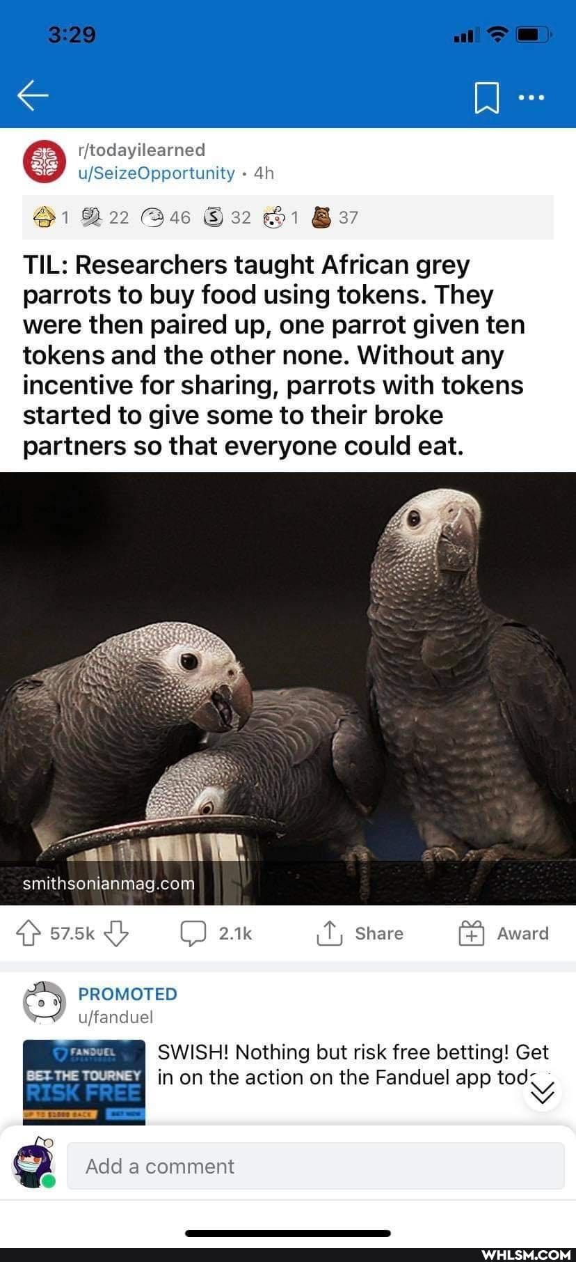 al
todayllearned
ufSeizeOppurtunity
32
TIL: Researchers taught African grey parrots to buy food using tokens. They were then paired up, one parrot given ten tokens and the other none. Without any incentive for sharing, parrots with tokens started to give some to their broke partners so that everyone could eat.
smithsont
57.5k 2.1k it Share Award s7skyy =O)
PROMOTED uffanduel
SWISH! Nothing but risk free betting! Get in on the action on the Fanduel app tod<
Add a comment