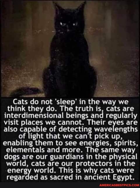 Cats do not 'sleep' in the way we
_think they do. The truth is, cats are interdimensional beings and regularly visit places we cannot. Their eyes are also capable of detecting wavelengths
of light that we can't pick up, enabling them to see energies, spirits, elementals and more. The same way dogs are our guardians in the physical world, cats are our protectors in the energy world. This is why cats were regarded as sacred in ancient Egypt.