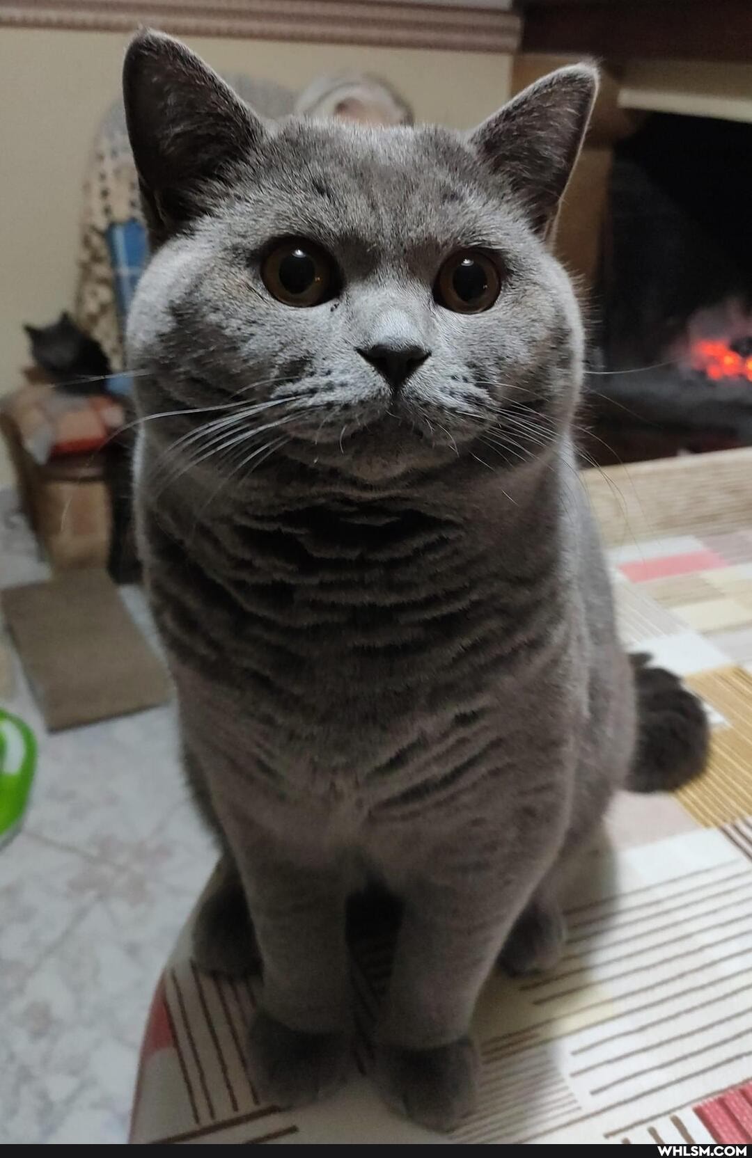 pets, love, cat