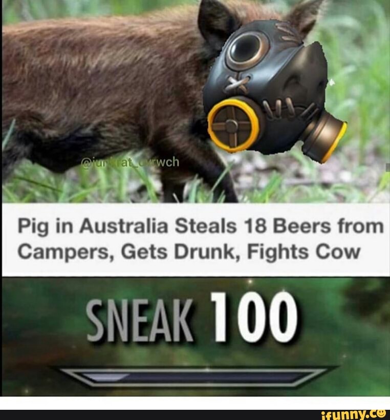 Pig in Australia Steals 18 Beers from Campers, Gets Drunk, Fights Cow - )