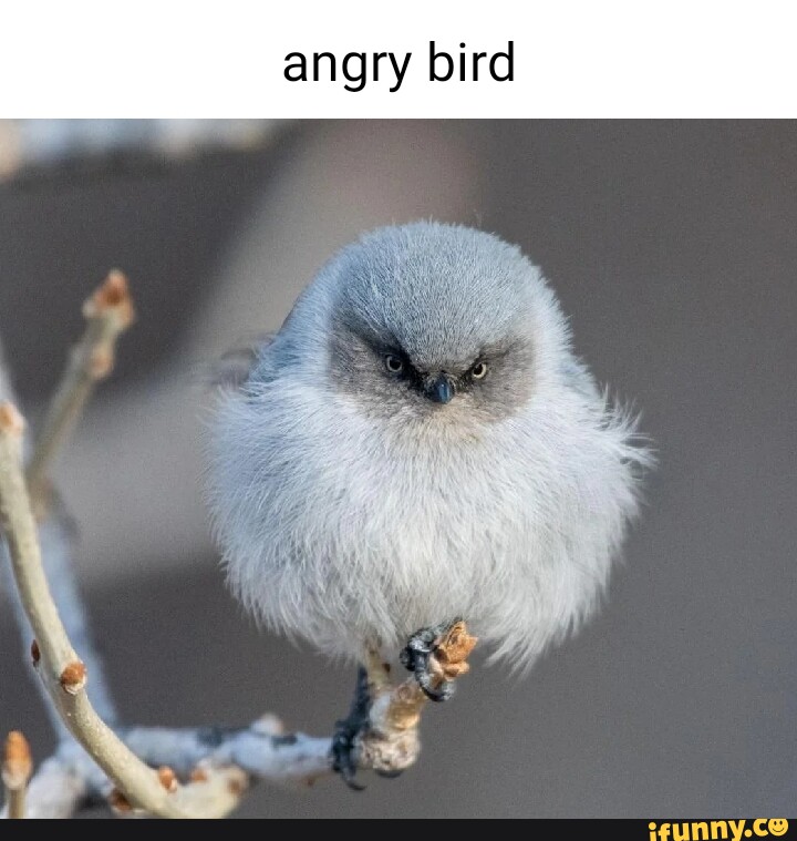 funny fat bird