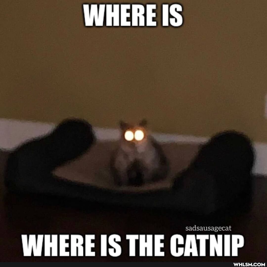WHEREIS
sadsausagecat
WHEREIS THE CATNIP