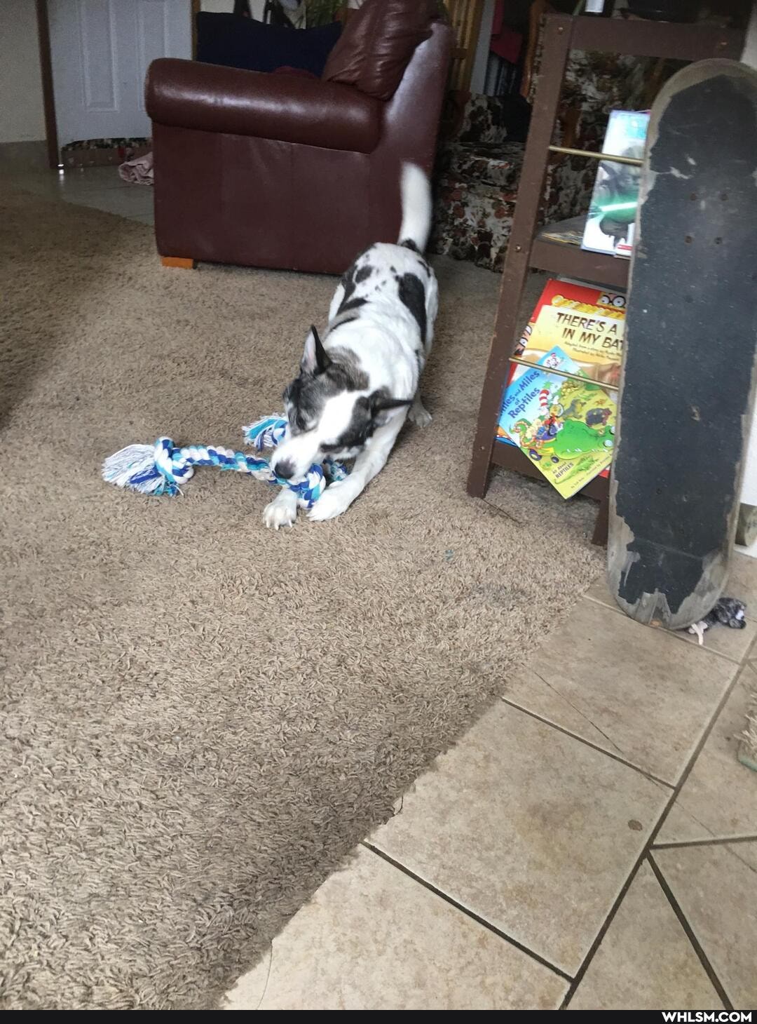 funny, cats, dogs