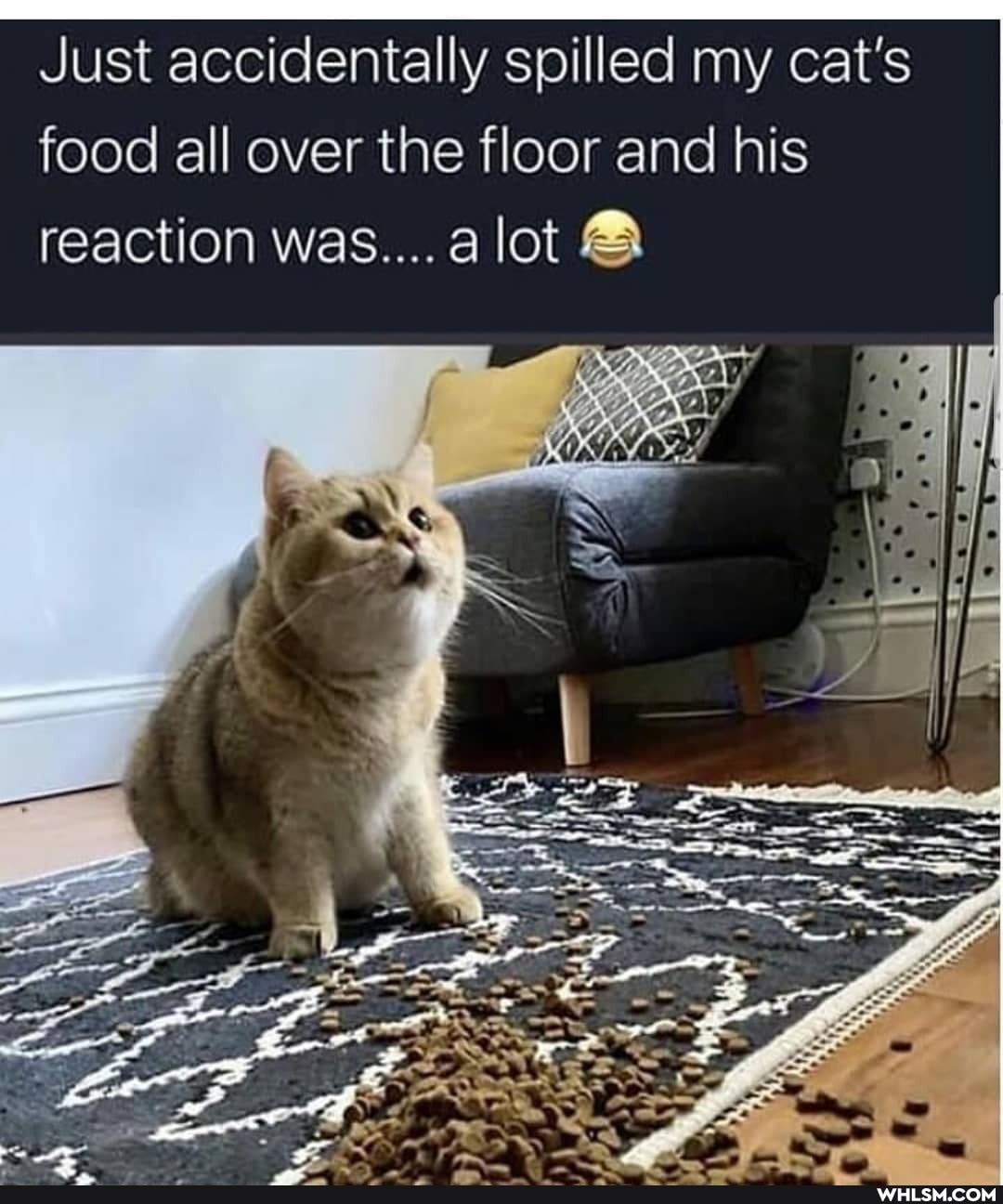 Just accidentally spilled my cat's food all over the floor and his reaction was....alot