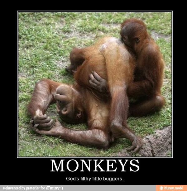 oo MONKEYS
God's filthy little buggers