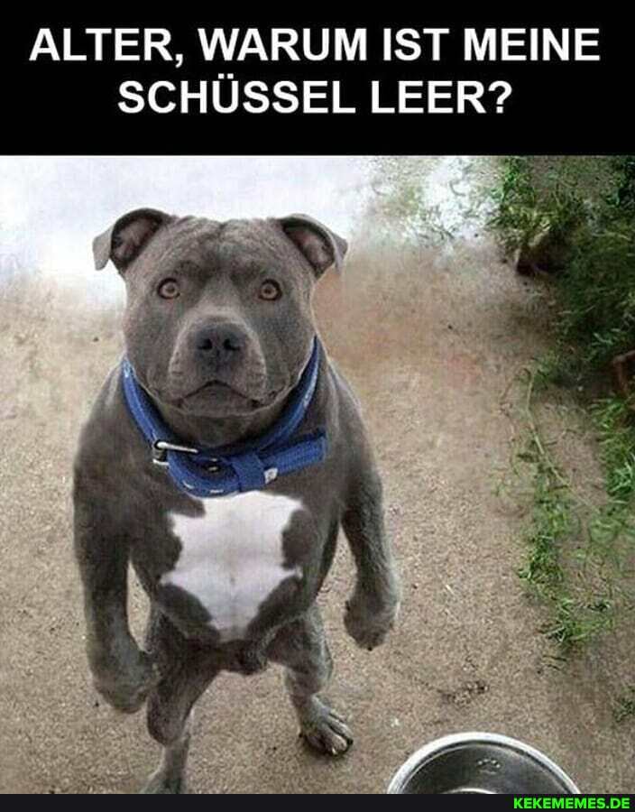 ALTER, WARUM IST MEINE SCHÜSSEL LEER?