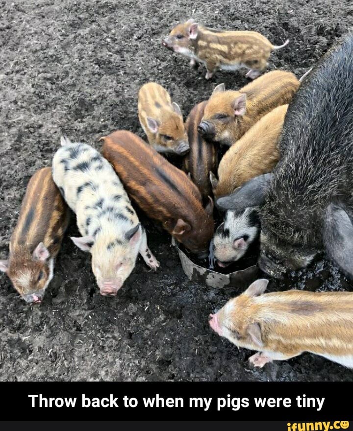Throw back to when my pigs were tiny - Throw back to when my pigs were tiny
