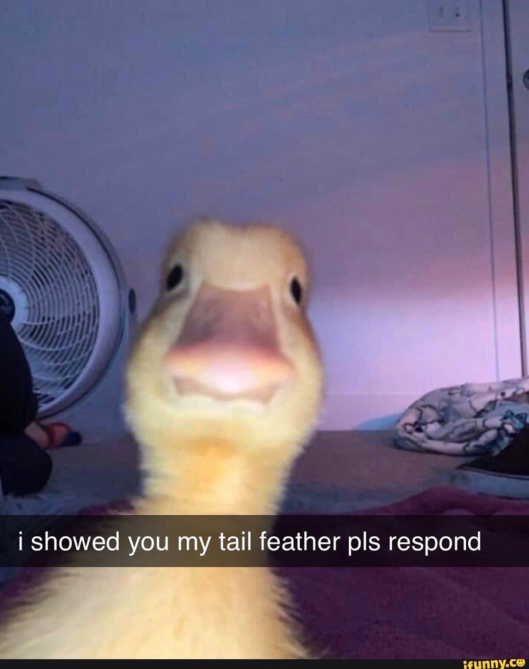 I Showed You My Tail Feather Pls Respond Ifunny 5689