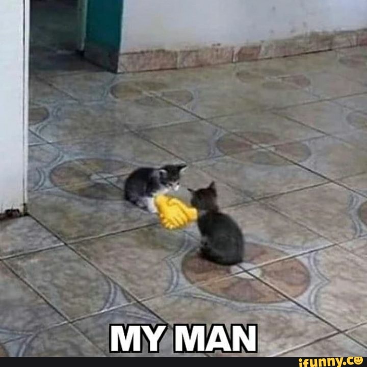 coletivo, animais, shitpost, fofinho, basedememes, memesdecomentario