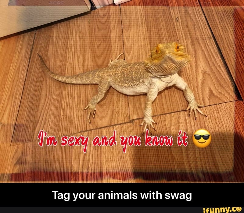 lag:
your animals
with:
swag - Tag your animals with swag