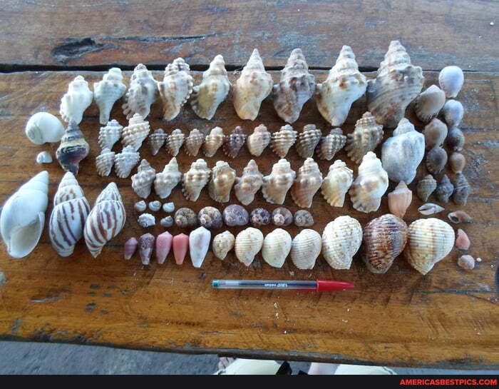collecting, shells, mozambique, quarantine