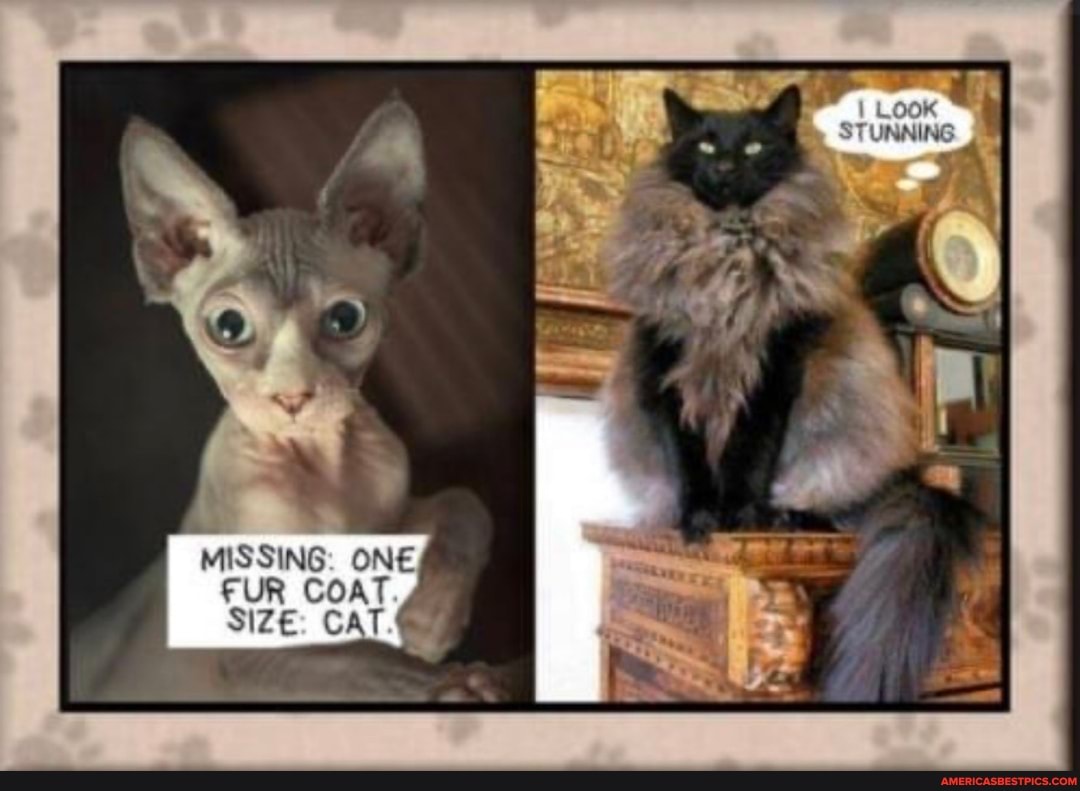 Ne
MISSING: ONE FUR COAT SIZE: CAT.