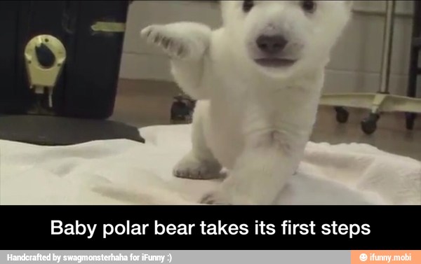 Baby polar bear takes its first steps - Baby polar bear takes its first steps