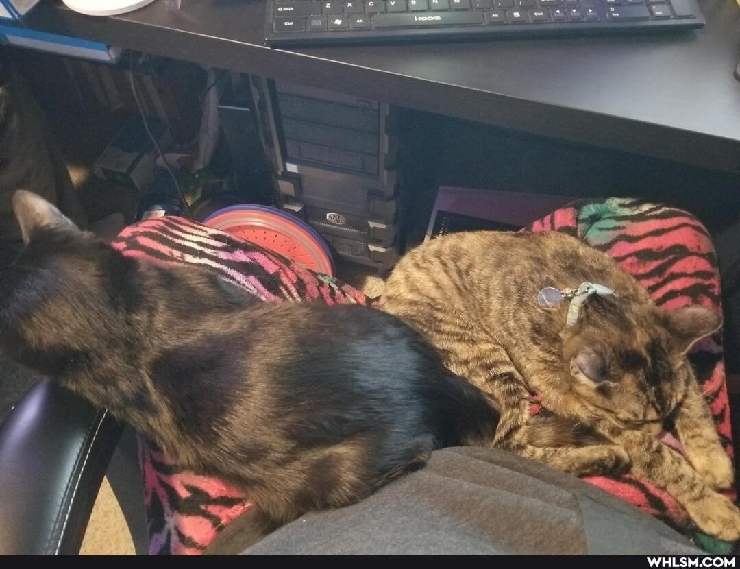 cat, aww, kitten