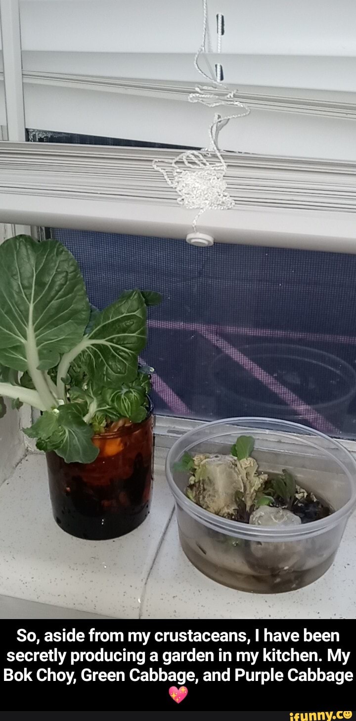 So, aside from my crustaceans, I have been secretly producing a garden in my kitchen. My
Bok Choy, Green Cabbage, and Purple Cabbage - So, aside from my crustaceans, I have been secretly producing a garden in my kitchen. My Bok Choy, Green Cabbage, and Purple Cabbage π
