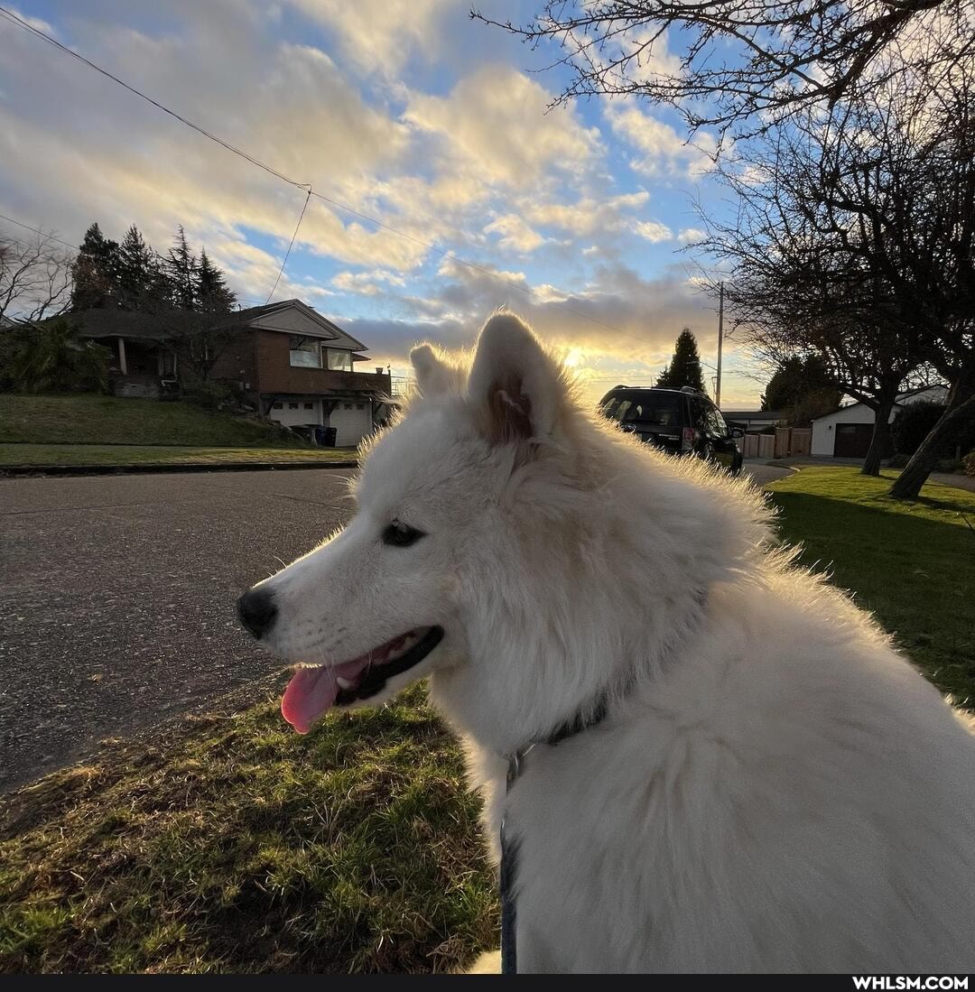fluffy, aww, samoyed, baby_animals, puppy