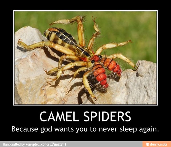 CAMEL SPIDERS
Because god wants you to never sleep again. - CAMEL SPIDERS
Because god wants you to never sleep again.