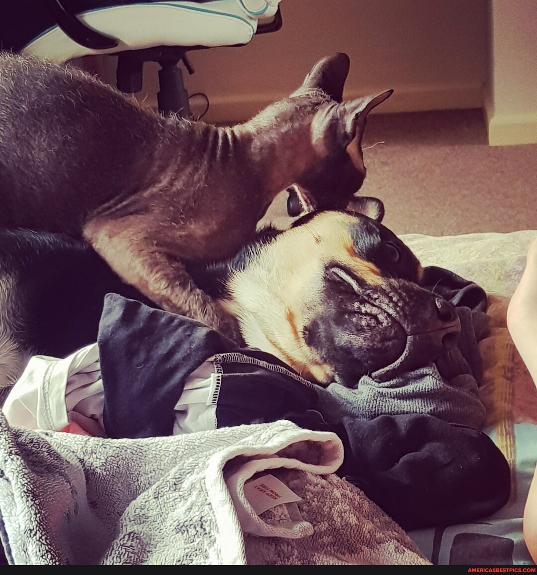 dog, whisperer, did, understand, doing, time