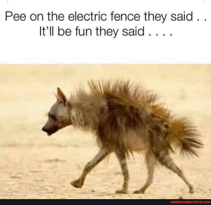 Pee on the electric fence they said .
It ll be fun they said....
