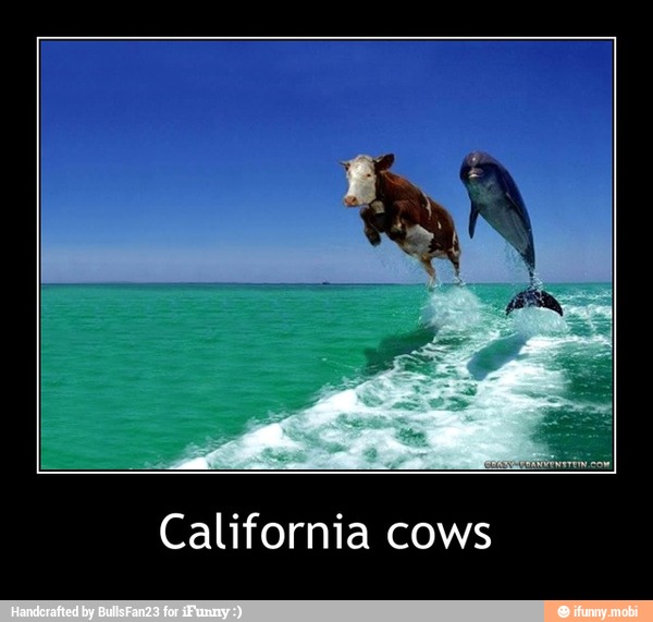 California cows - California cows
