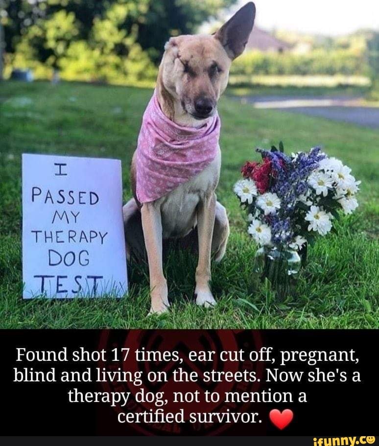 Found shot 17 times, ear cut off, pregnant,
blind and living on the streets. Now she's a
therapy dog, not to mention a
certified survivor. @®
