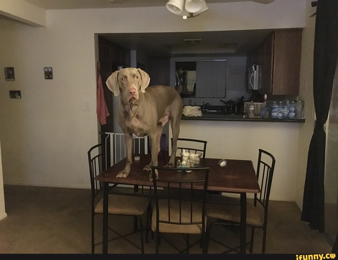 funny, dog, animals