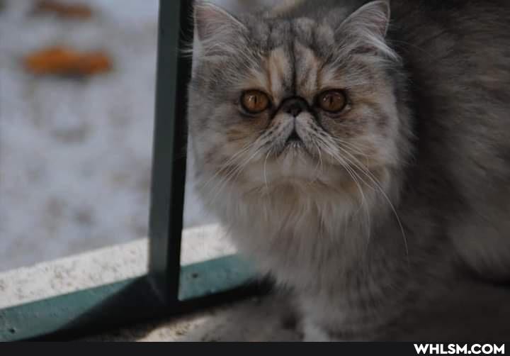 cat, meow, mildly_interesting