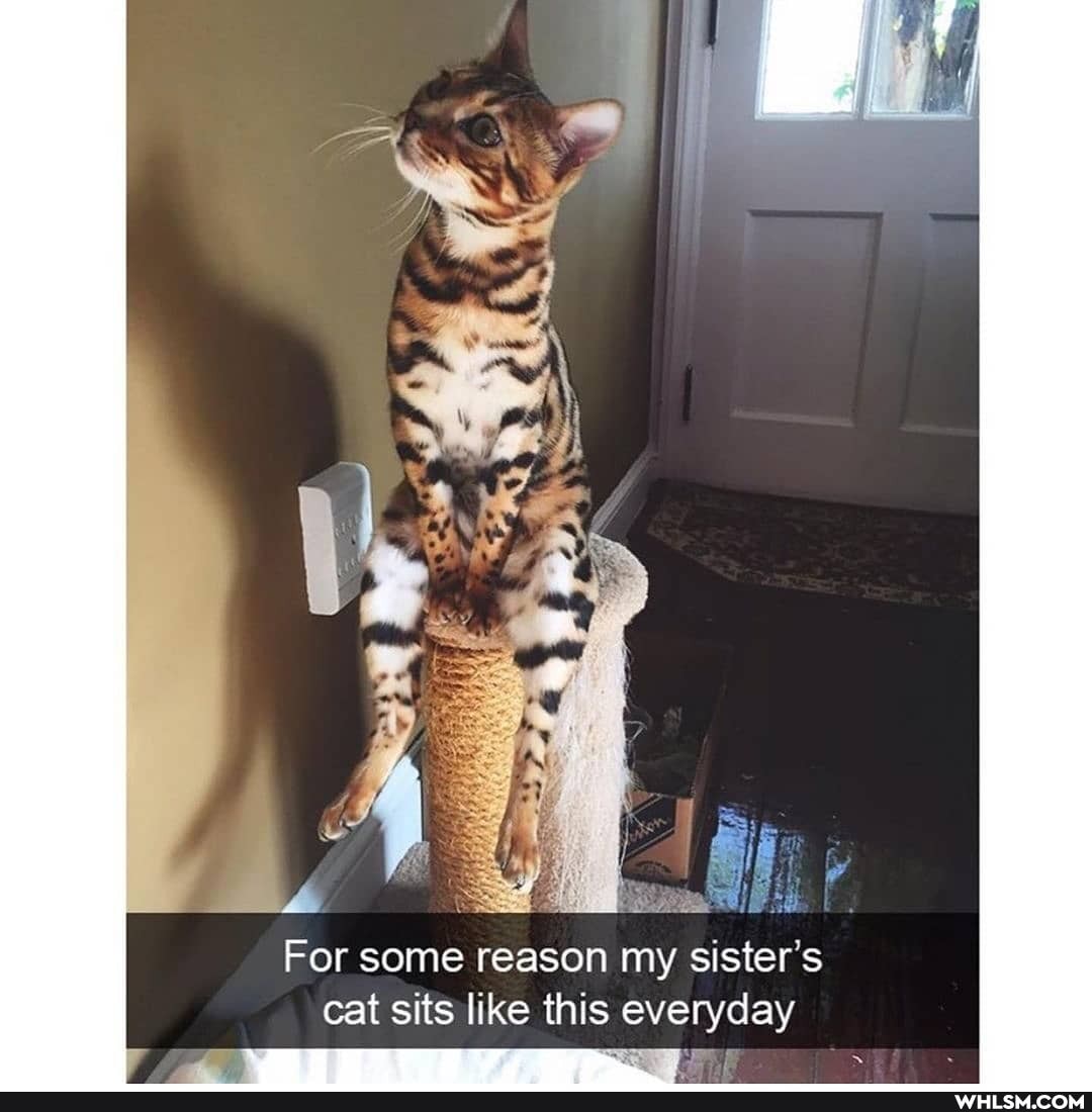 For some reason my sister's cat sits like this everyday