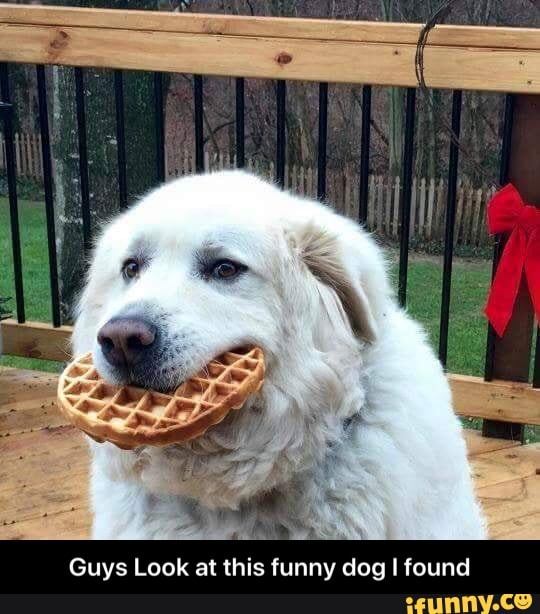 Guys Look at this tunny dog found - Guys Look at this funny dog I found