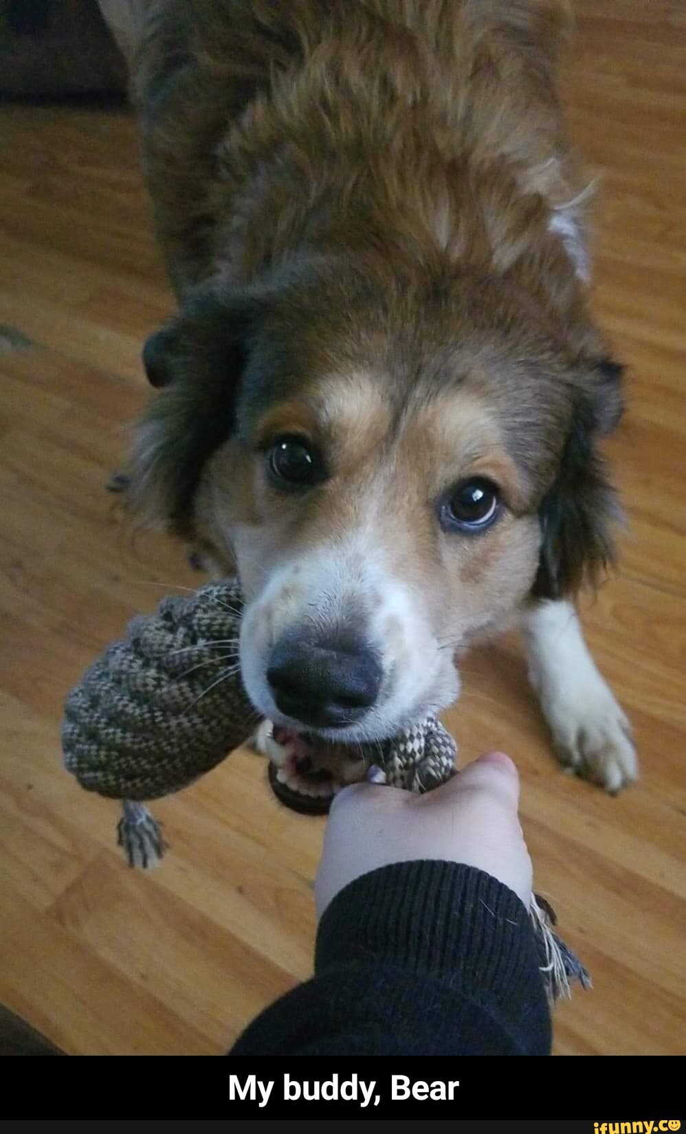 My buddy, Bear - My buddy, Bear