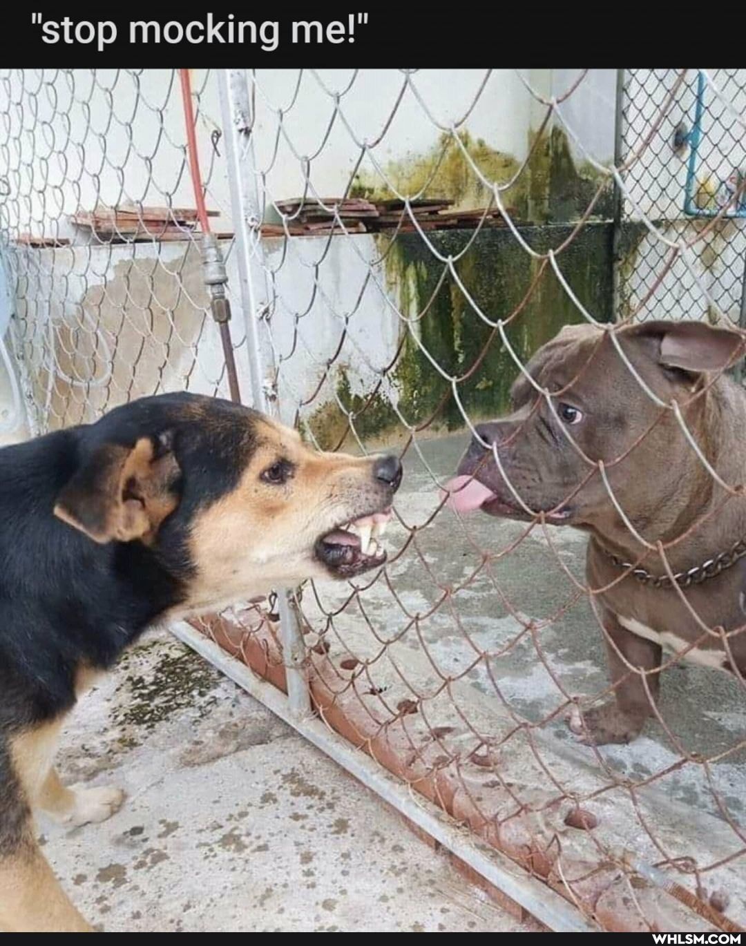 "stop mocking me!"