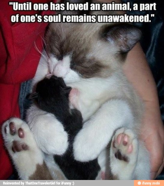 "Until one has loved an
I
animal, a part
of one's soul remains unawakened."
