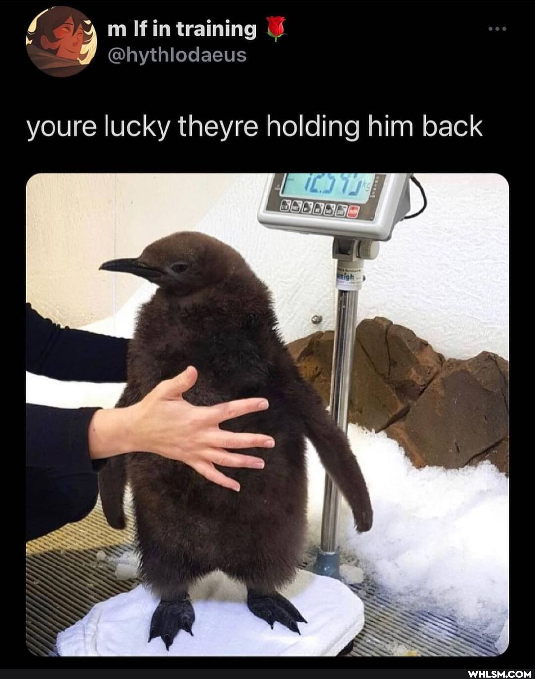 training
ohythlodaeus
youre lucky theyre holding him back
