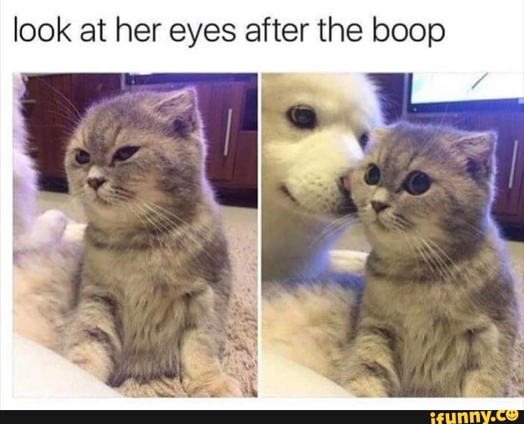 look at her eyes after the boop