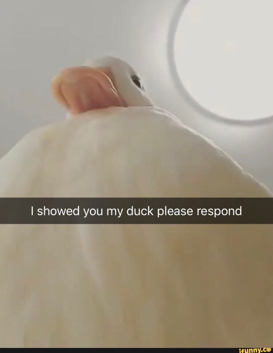 I showed you my duck please respond.